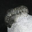 Bargain Gerastos Trilobite Fossil #27941-3